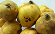 lekovitost dunje