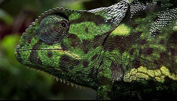 Chameleon on the River Zambezi