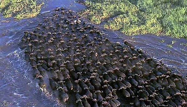 Buffalo flee the flooded areas of the Zambezi River
