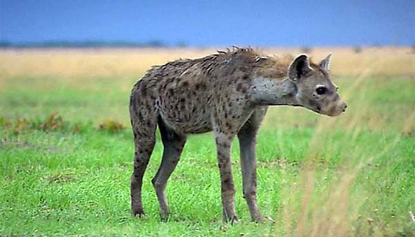 Hyenas stalking prey