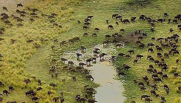 Plain Liuwe zambezi